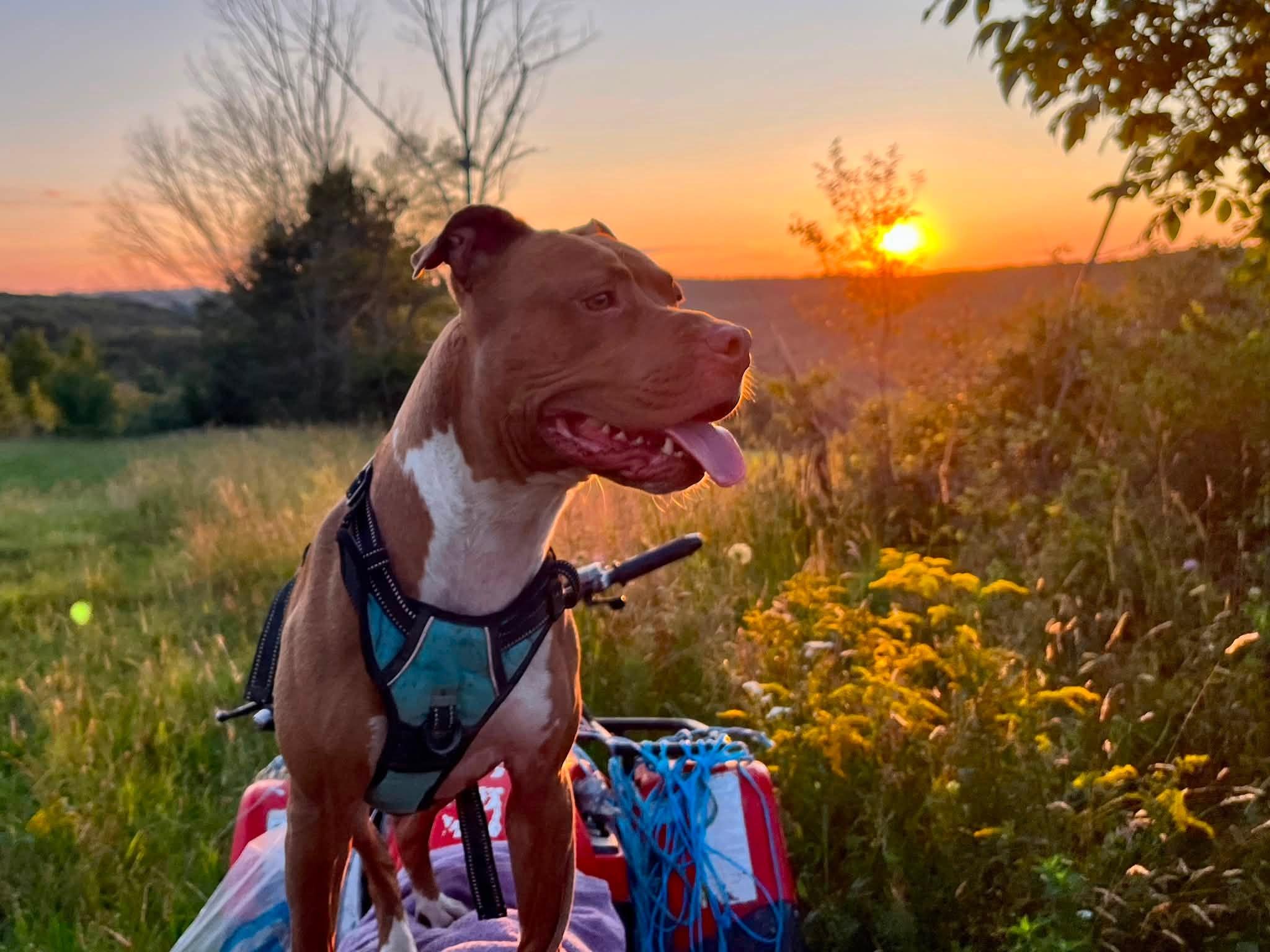 Enlarge Loca, an adoptable American Staffordshire Terrier in Elkland, PA image 2/6