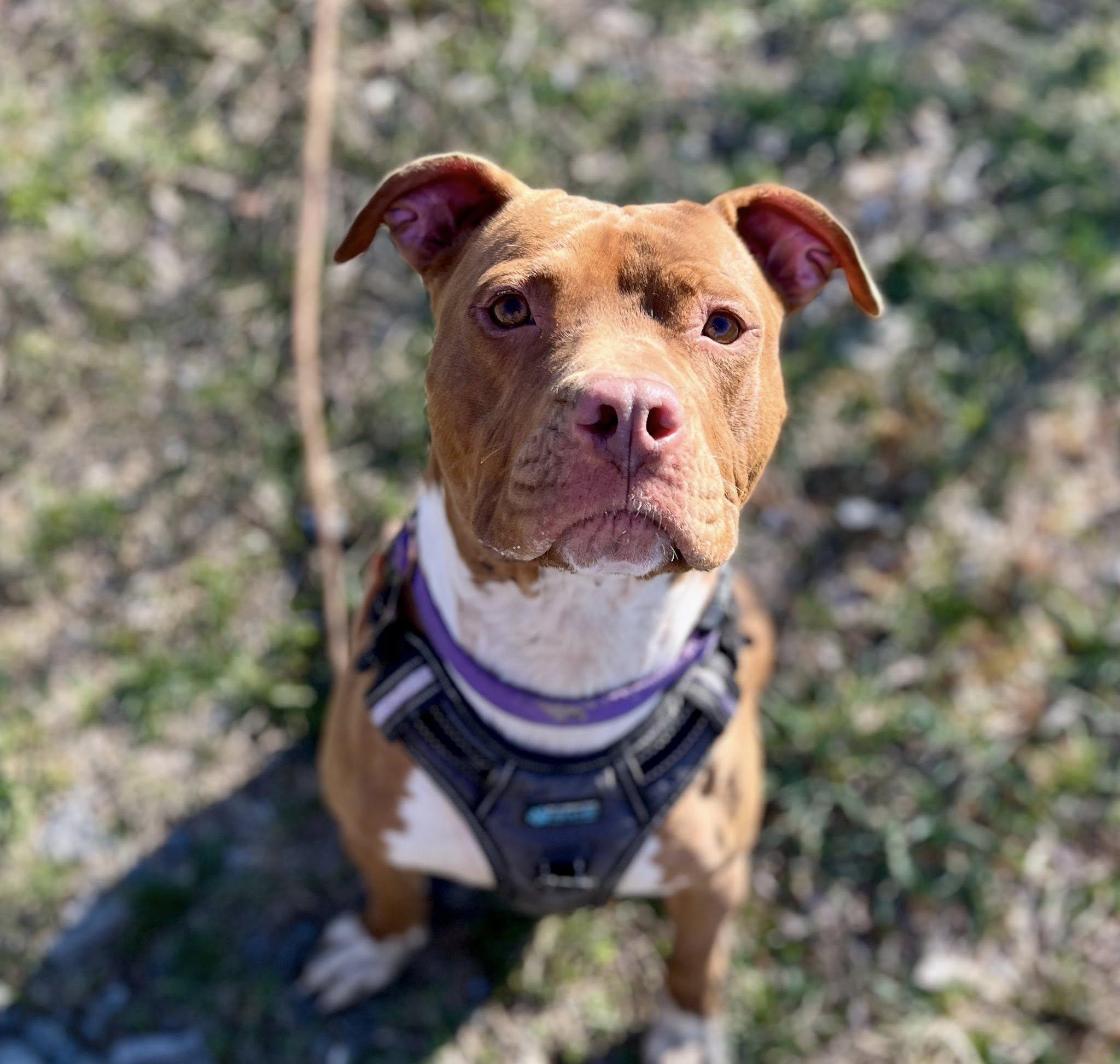 Enlarge Loca, an adoptable American Staffordshire Terrier in Elkland, PA image 4/6