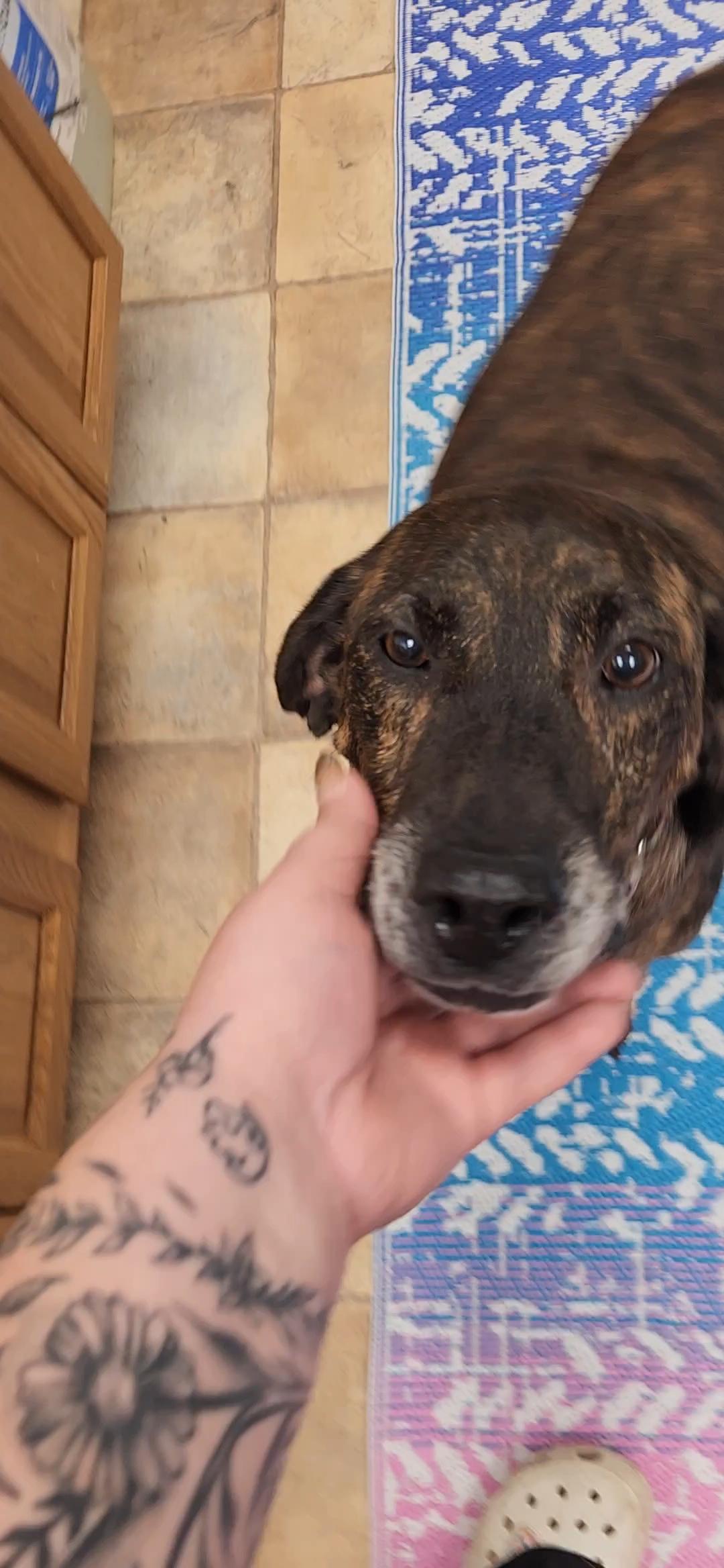 Enlarge River, a Adoptable Hound in Neillsville, WI image 3/5