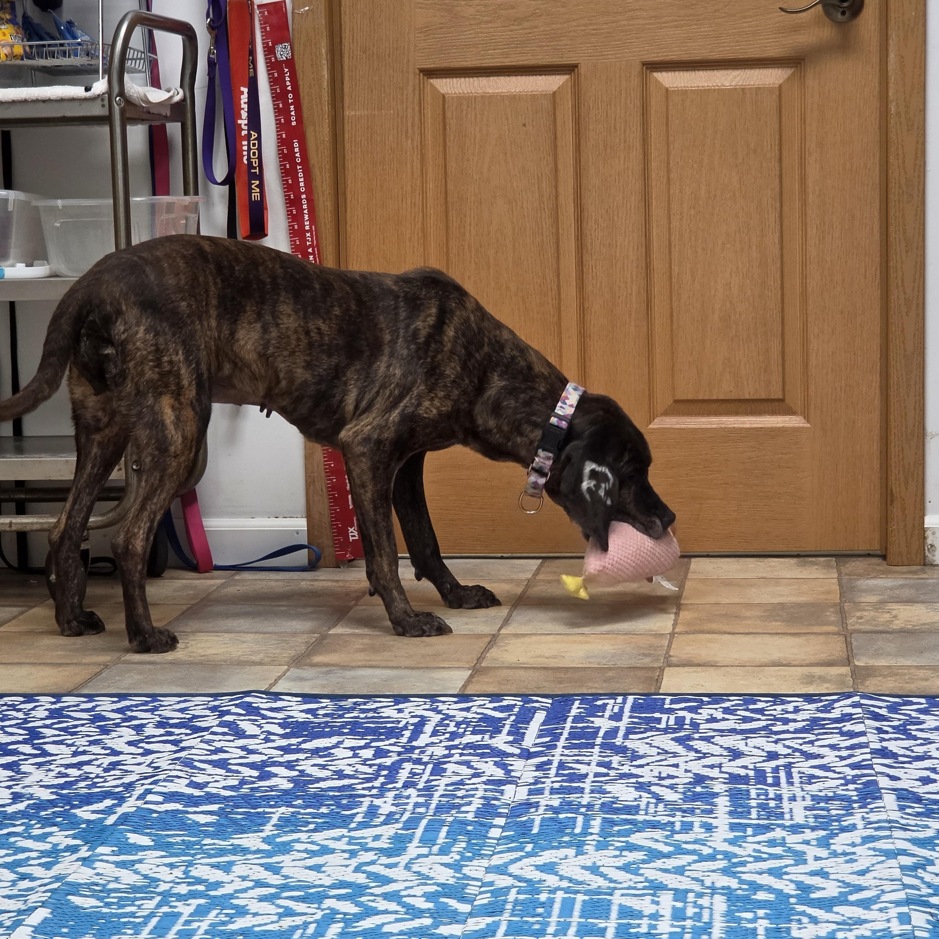 Enlarge River, a Adoptable Hound in Neillsville, WI image 2/5