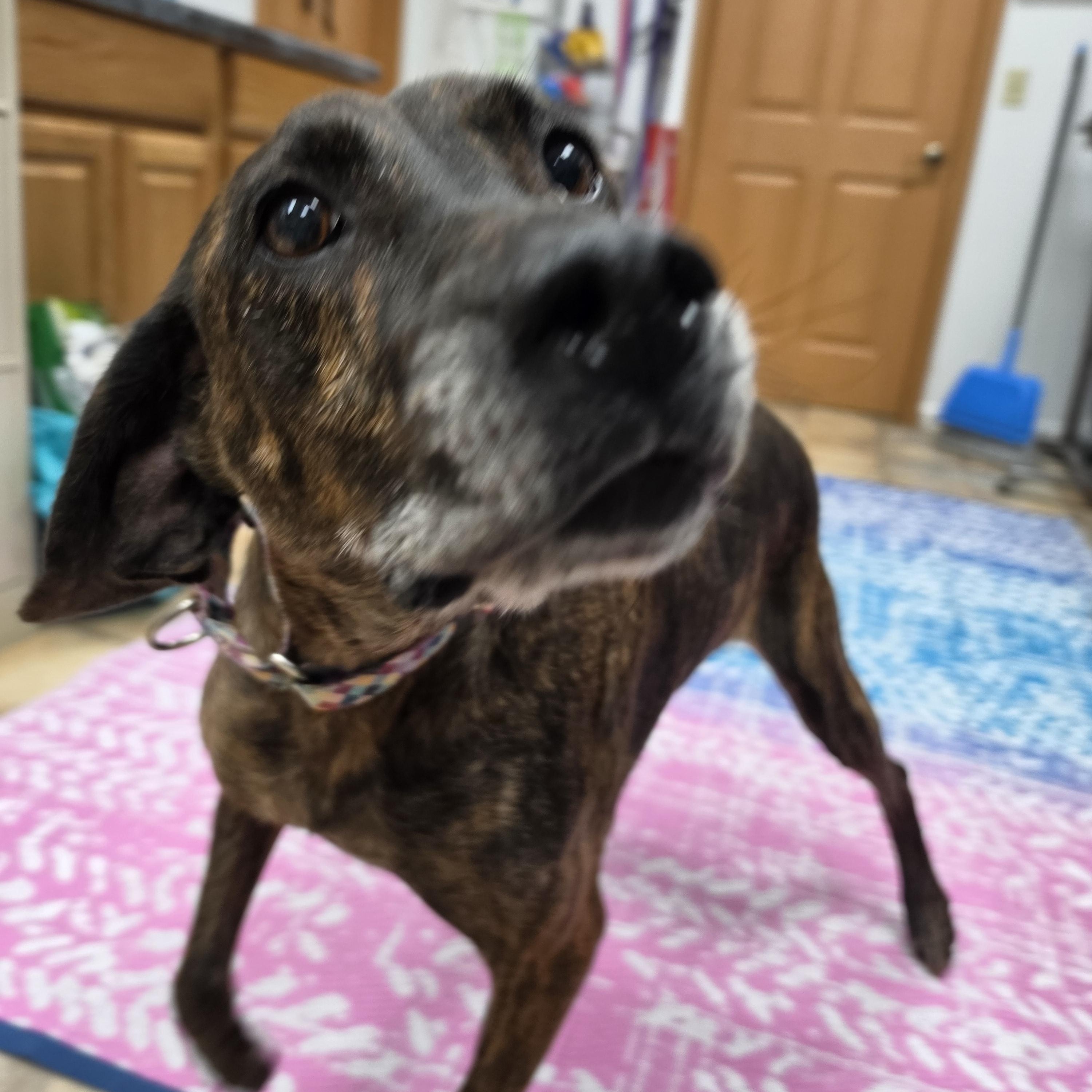 Enlarge River, a Adoptable Hound in Neillsville, WI image 1/5