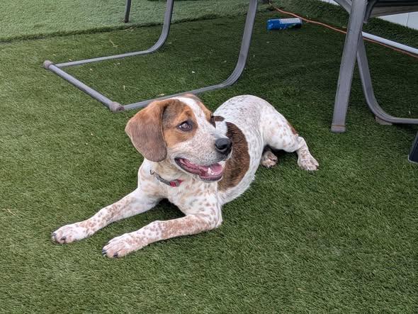 caleb, ADOPTABLE, Young Male Beagle.