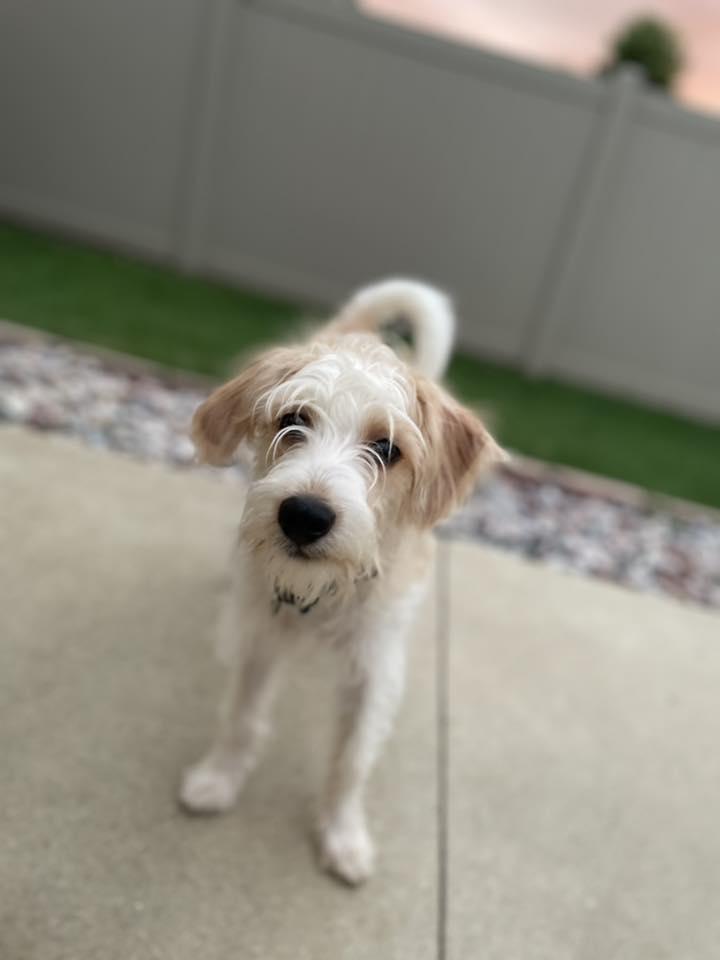 Dog for adoption - Sharkie Sam, a Shih Tzu &amp; Yorkshire Terrier Mix in ...