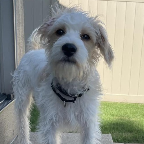 Dog for adoption - Sharkie Sam, a Shih Tzu &amp; Yorkshire Terrier Mix in ...