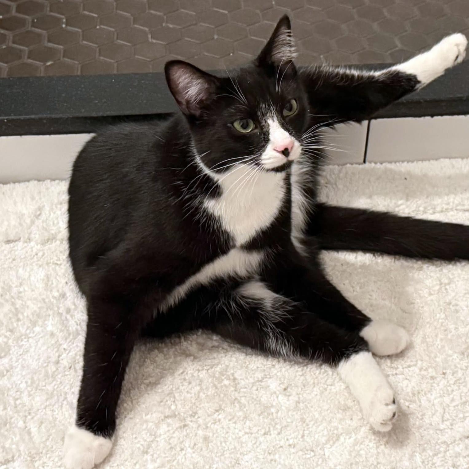 Enlarge Dennis, a ADOPTABLE Domestic Short Hair in Pittsburgh, PA image 4/6