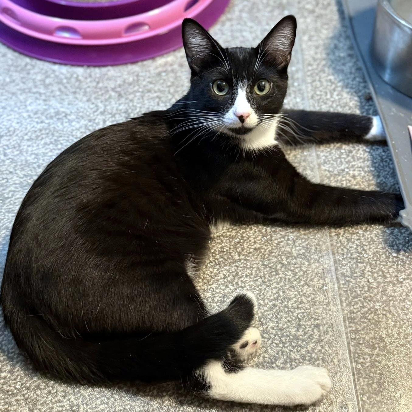 Dennis, a ADOPTABLE Domestic Short Hair in Pittsburgh, PA image 2/6
