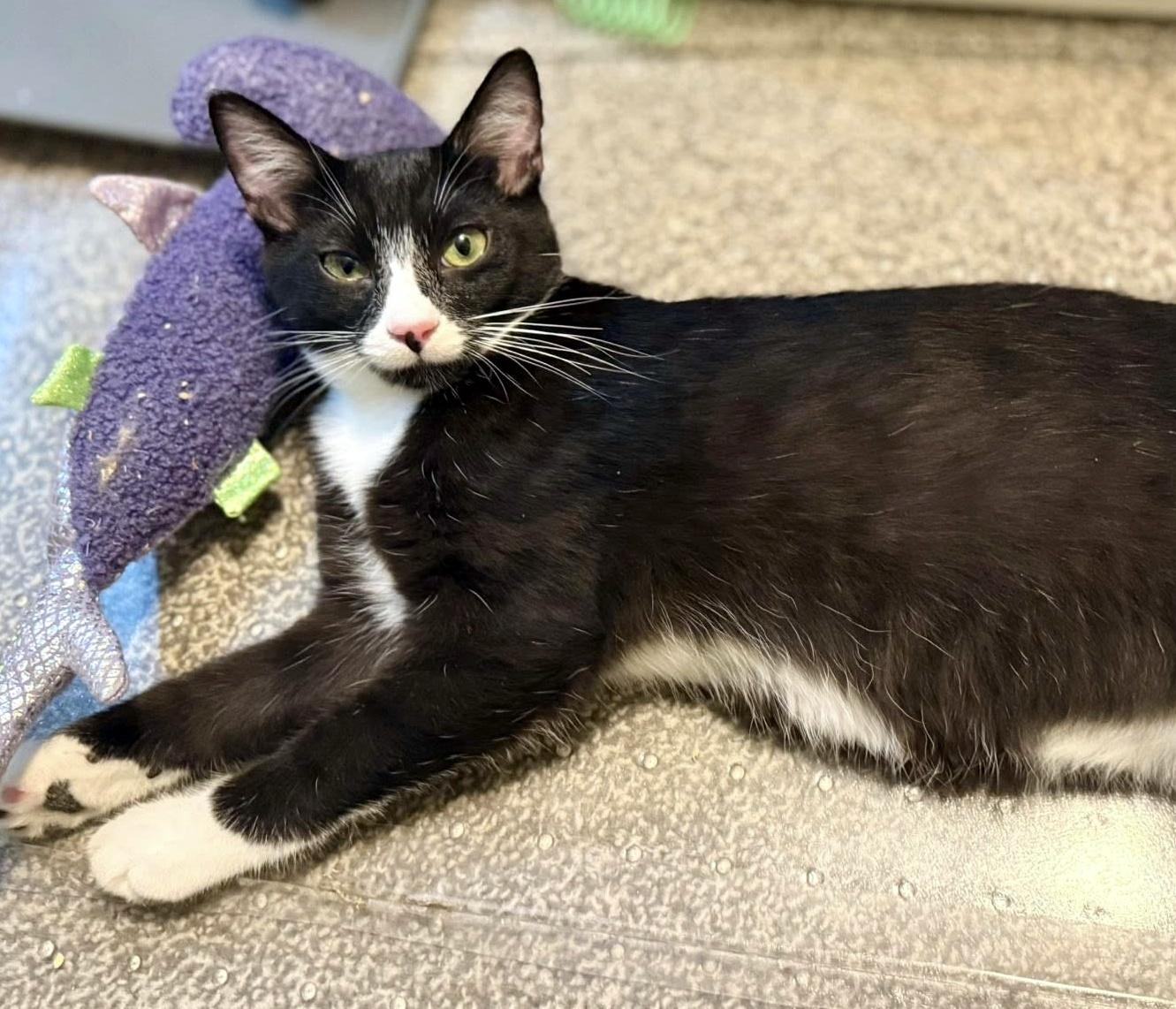 Dennis, a ADOPTABLE Domestic Short Hair in Pittsburgh, PA image 5/6
