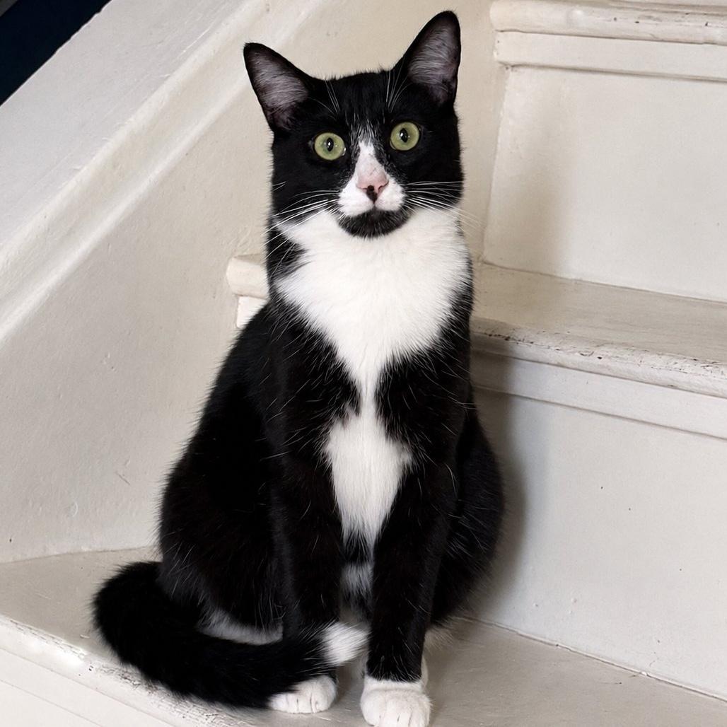 Dennis, ADOPTABLE, Young Male Domestic Short Hair.
