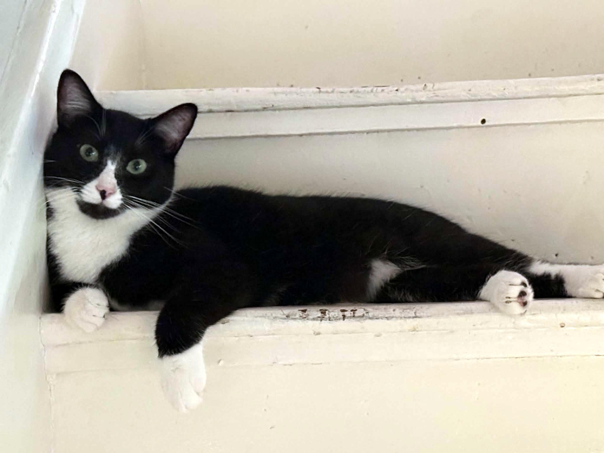 Enlarge Dennis, a ADOPTABLE Domestic Short Hair in Pittsburgh, PA image 2/6