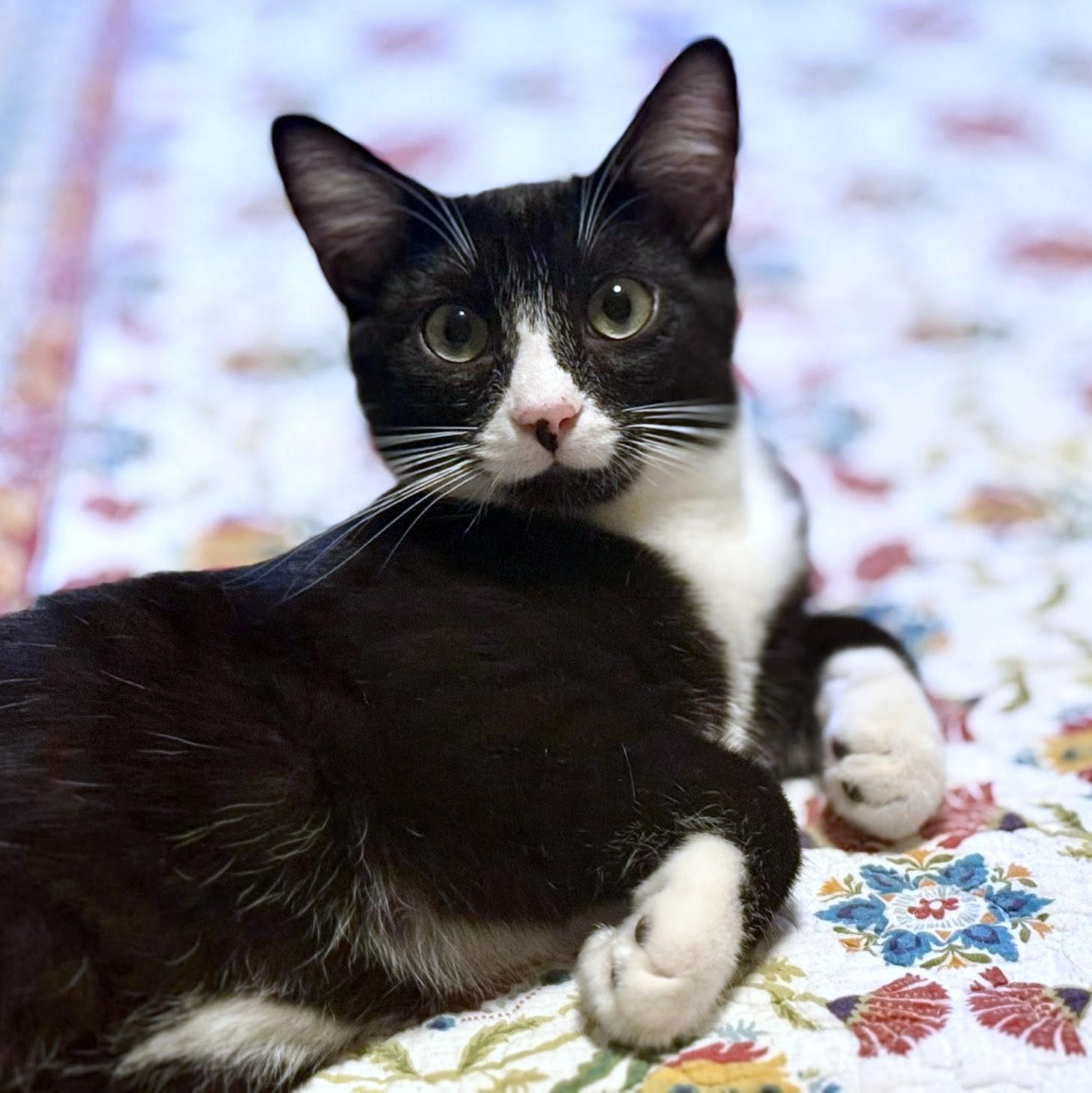Enlarge Dennis, a ADOPTABLE Domestic Short Hair in Pittsburgh, PA image 5/6
