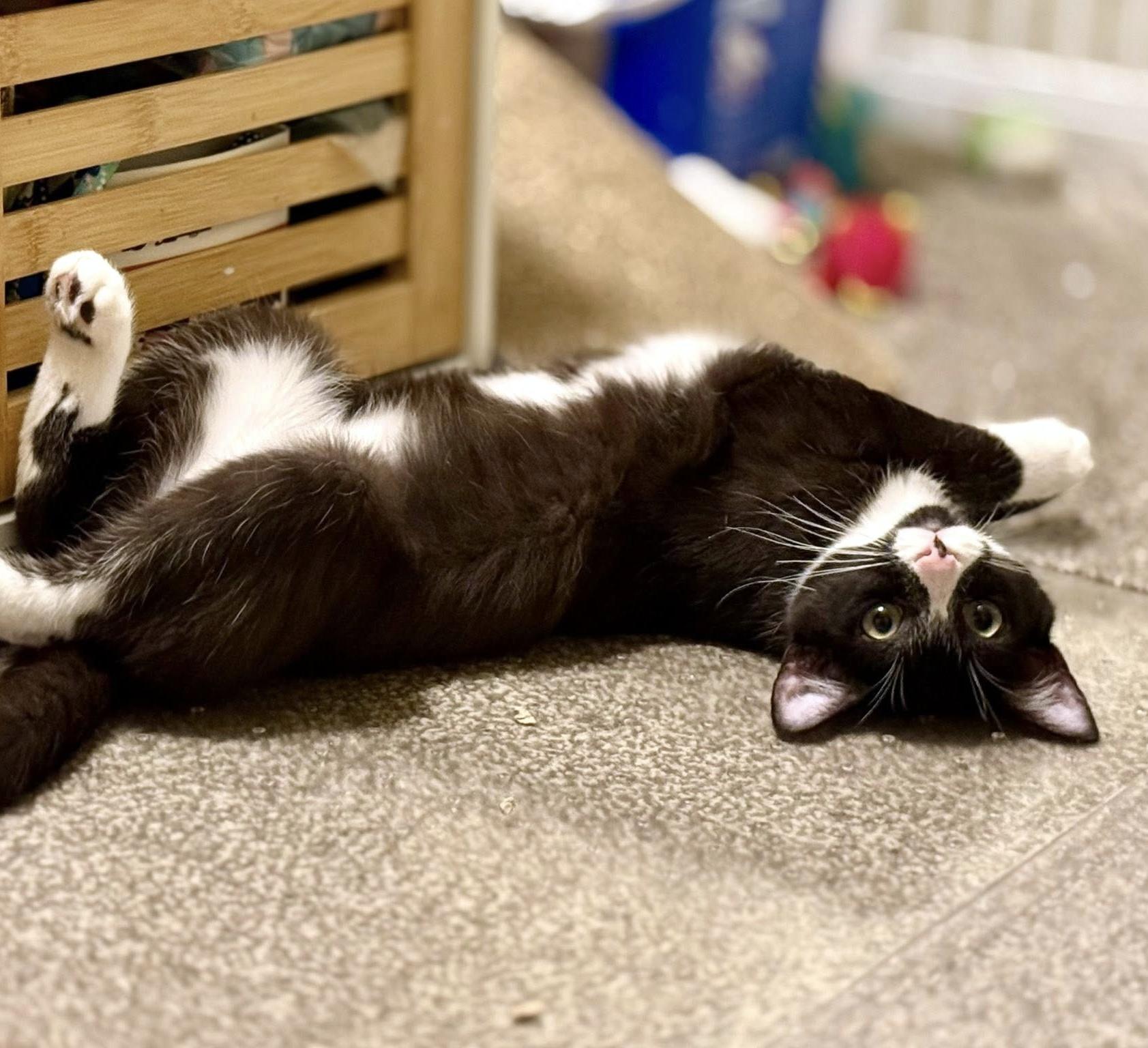 Enlarge Dennis, a ADOPTABLE Domestic Short Hair in Pittsburgh, PA image 6/6