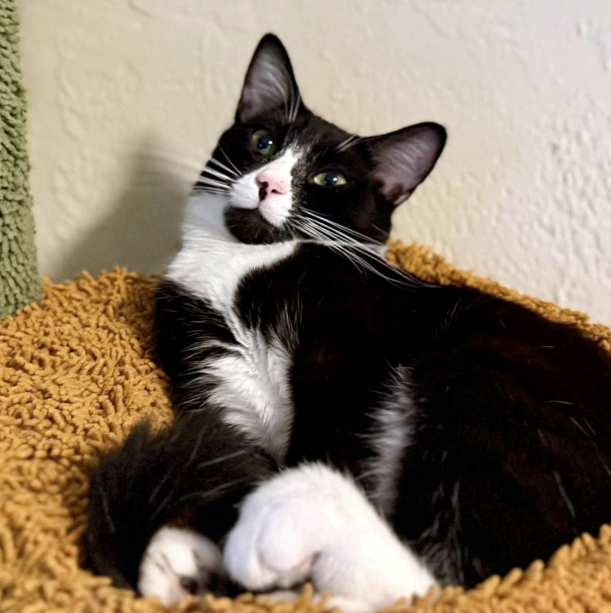Dennis, a ADOPTABLE Domestic Short Hair in Pittsburgh, PA image 4/6