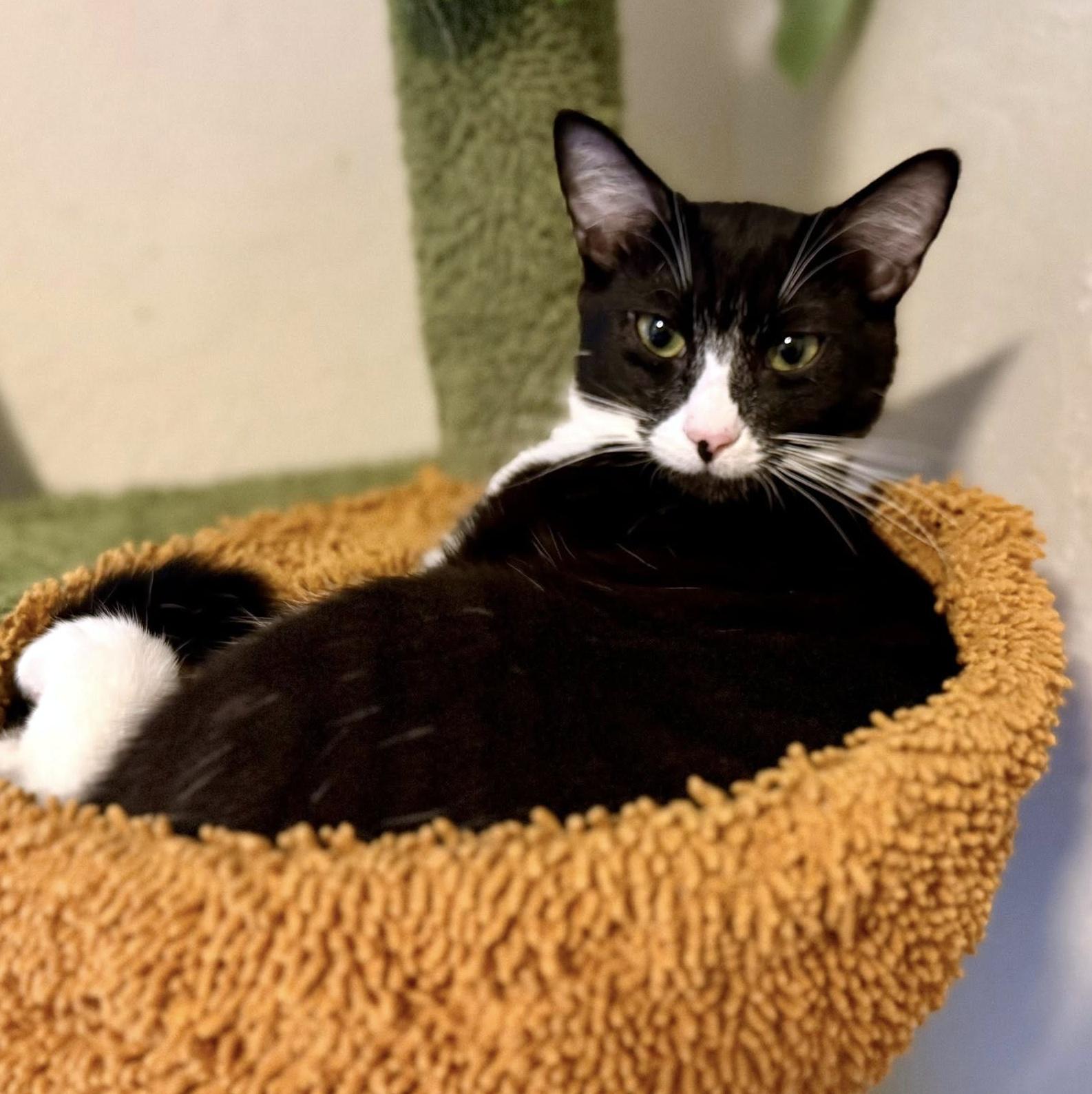 Dennis, a ADOPTABLE Domestic Short Hair in Pittsburgh, PA image 6/6