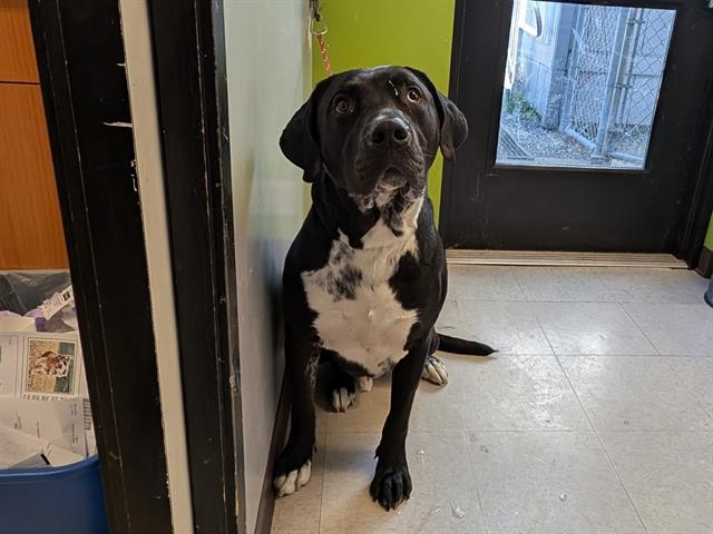 Enlarge BANANA, a Adoptable mixed breed in Kent, WA image 1/1