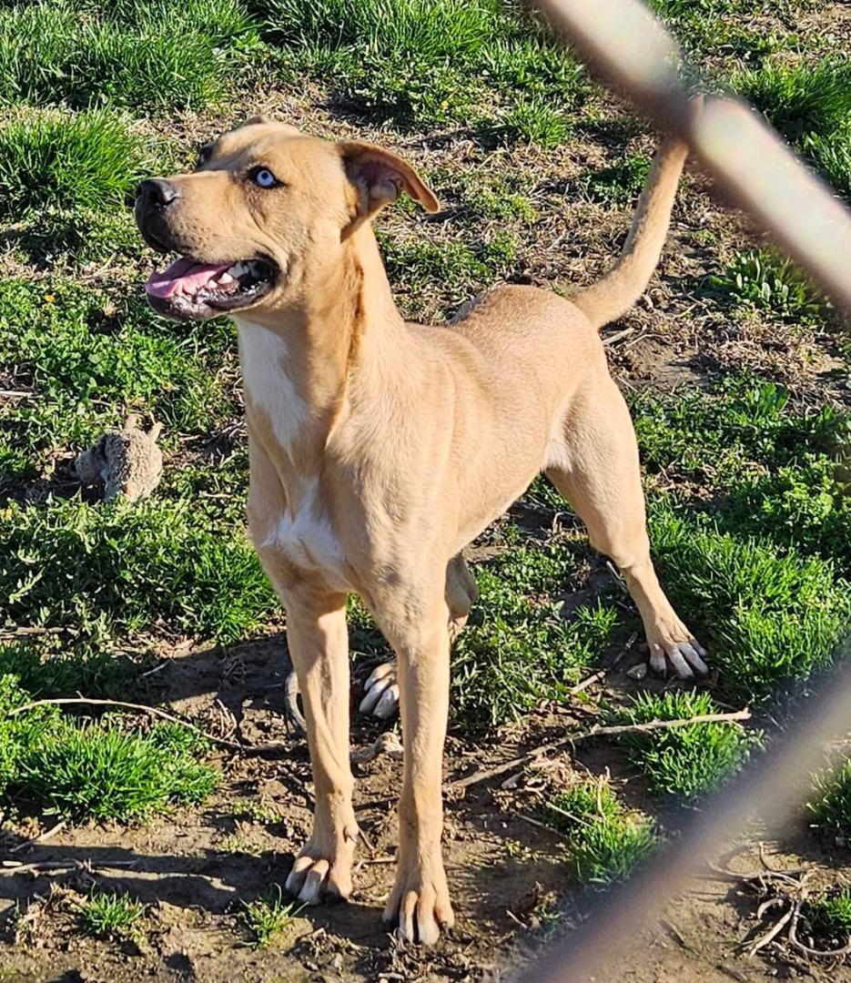 Fred, Adoptable, Adult Male American Staffordshire Terrier & Husky.