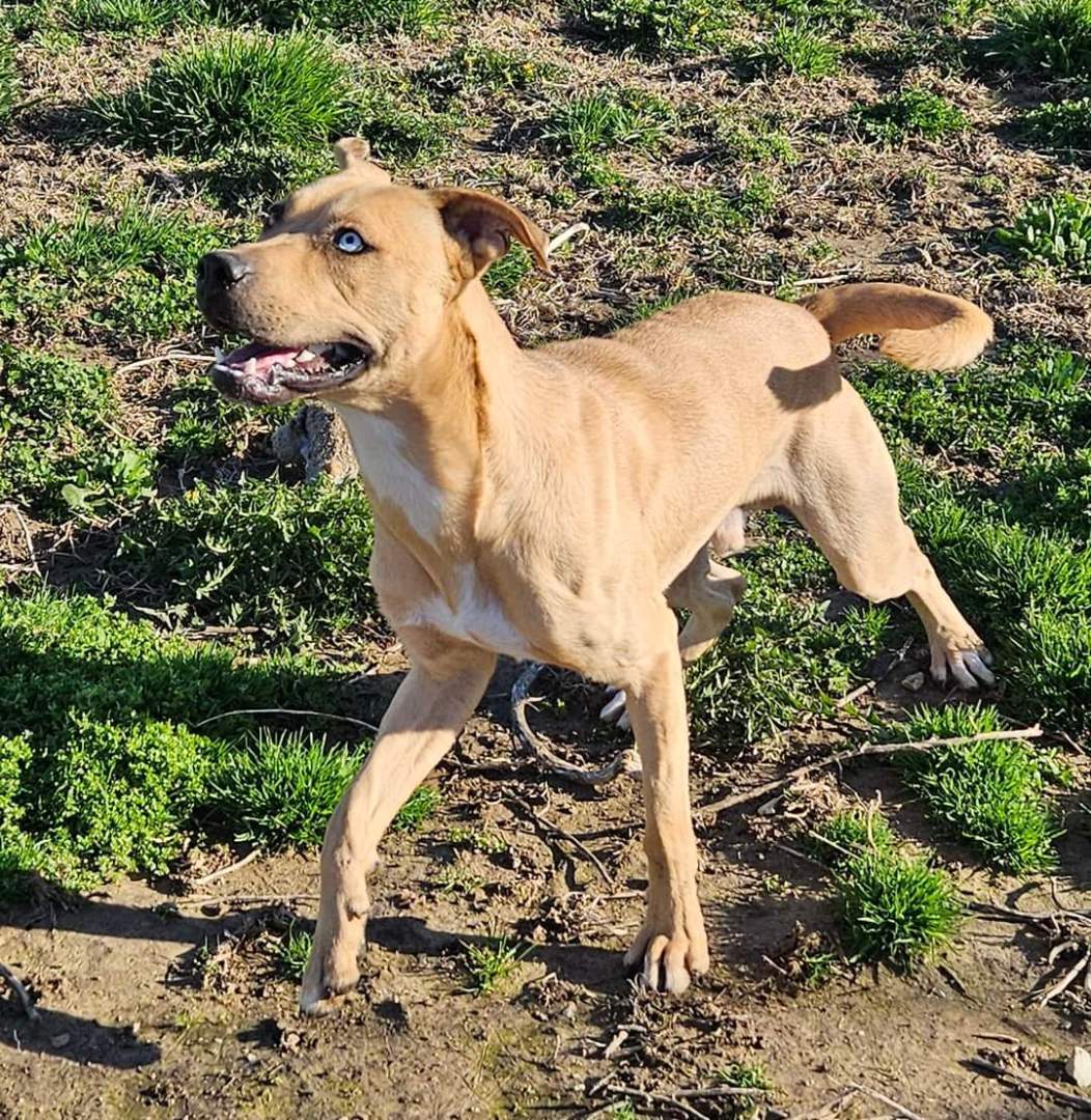 Enlarge Fred, a Adoptable mixed breed in Petersburg, IN image 3/3