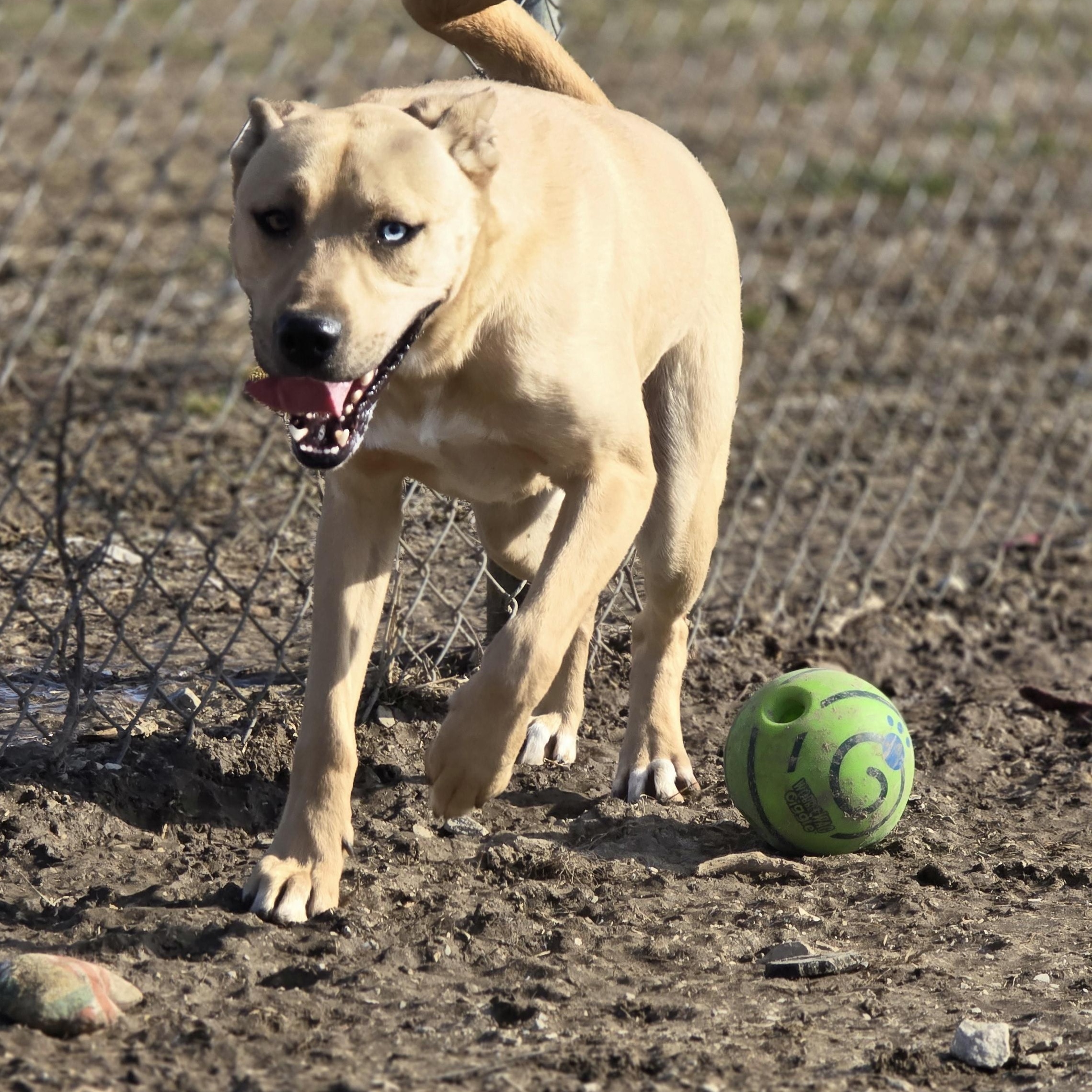 Fred, Adoptable, Adult Male American Staffordshire Terrier & Husky.