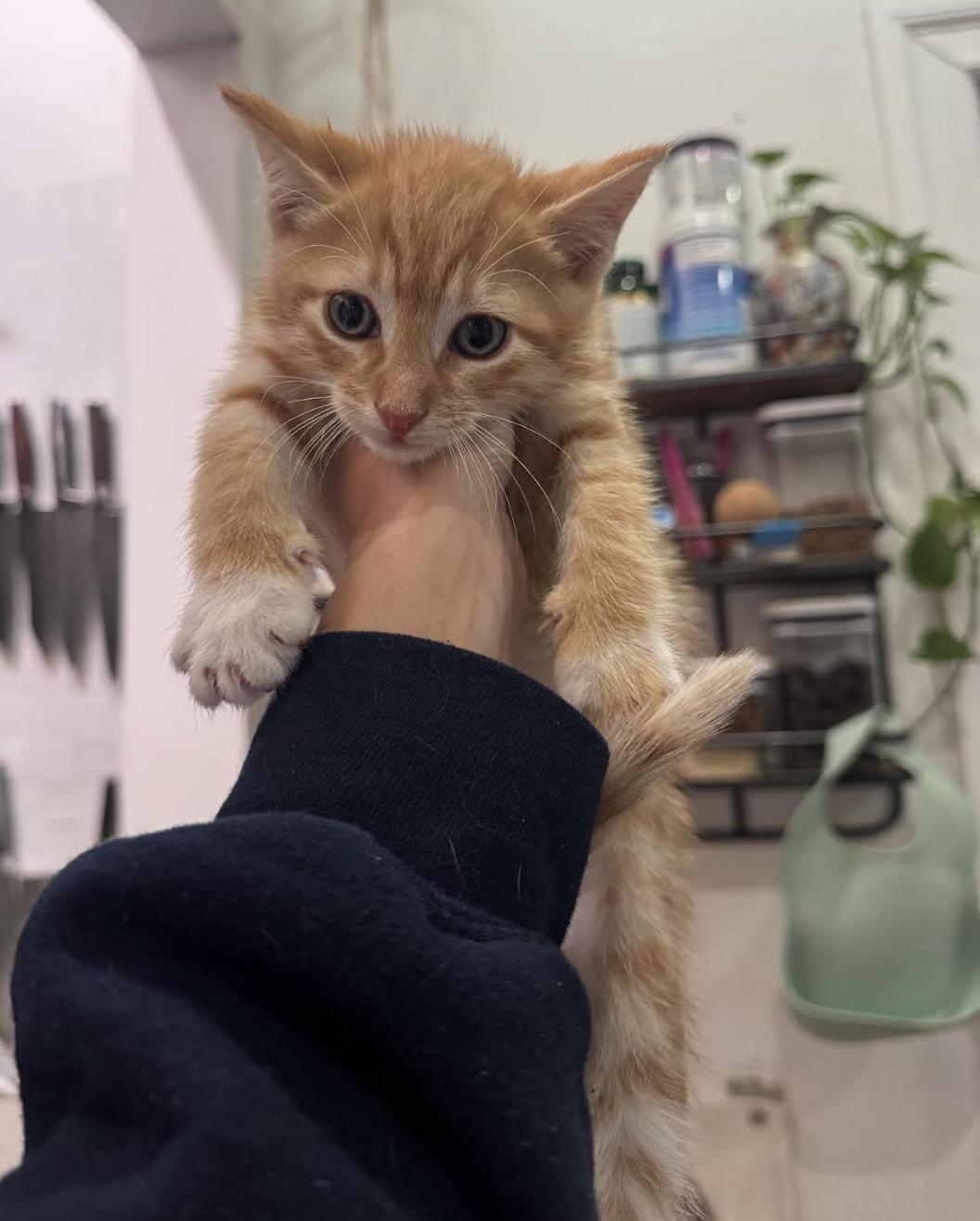 Baloo , adopted, Kitten Male Domestic Short Hair & Tabby.