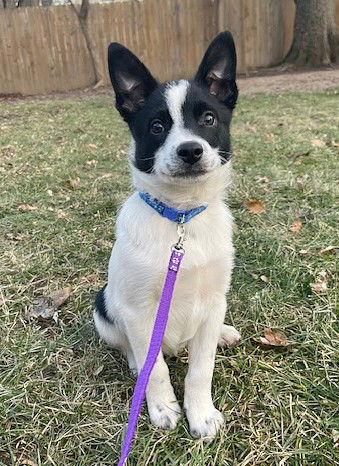 **DASHER**, Adoptable, Puppy Male Australian Cattle Dog / Blue Heeler & Australian Shepherd.