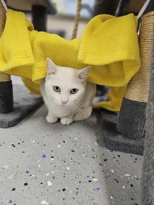 Cumulus, Adoptable, Adult Male Domestic Short Hair & Domestic Short Hair.