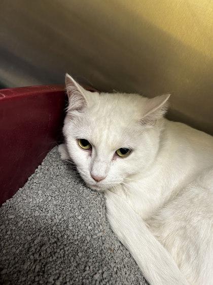 Enlarge Cumulus, a Adoptable mixed breed in Munster, IN image 2/2
