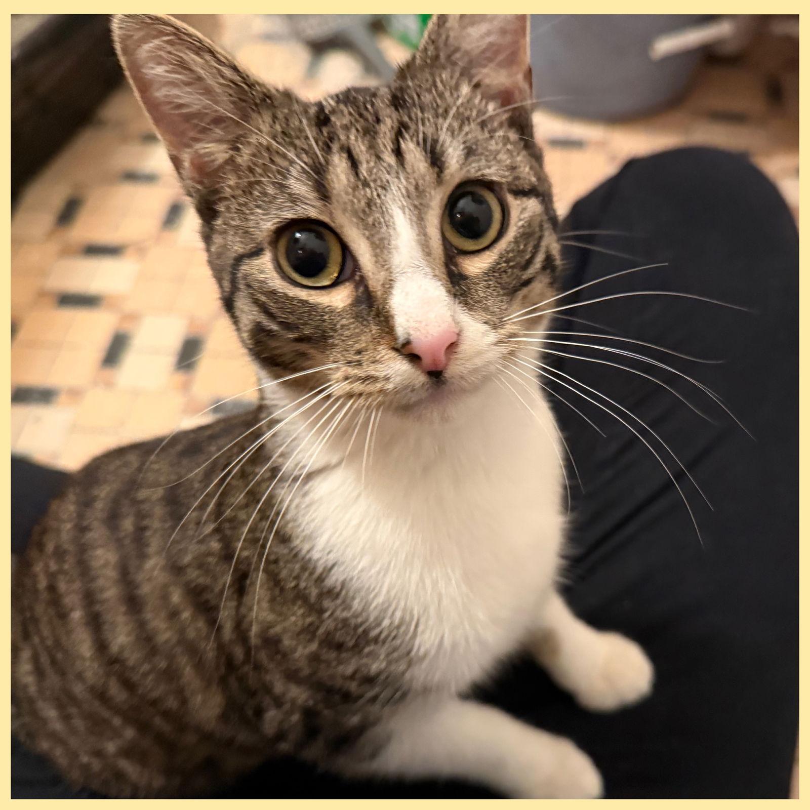 Enlarge Frederick, a Adoptable Domestic Short Hair in Brooklyn, NY image 1/3