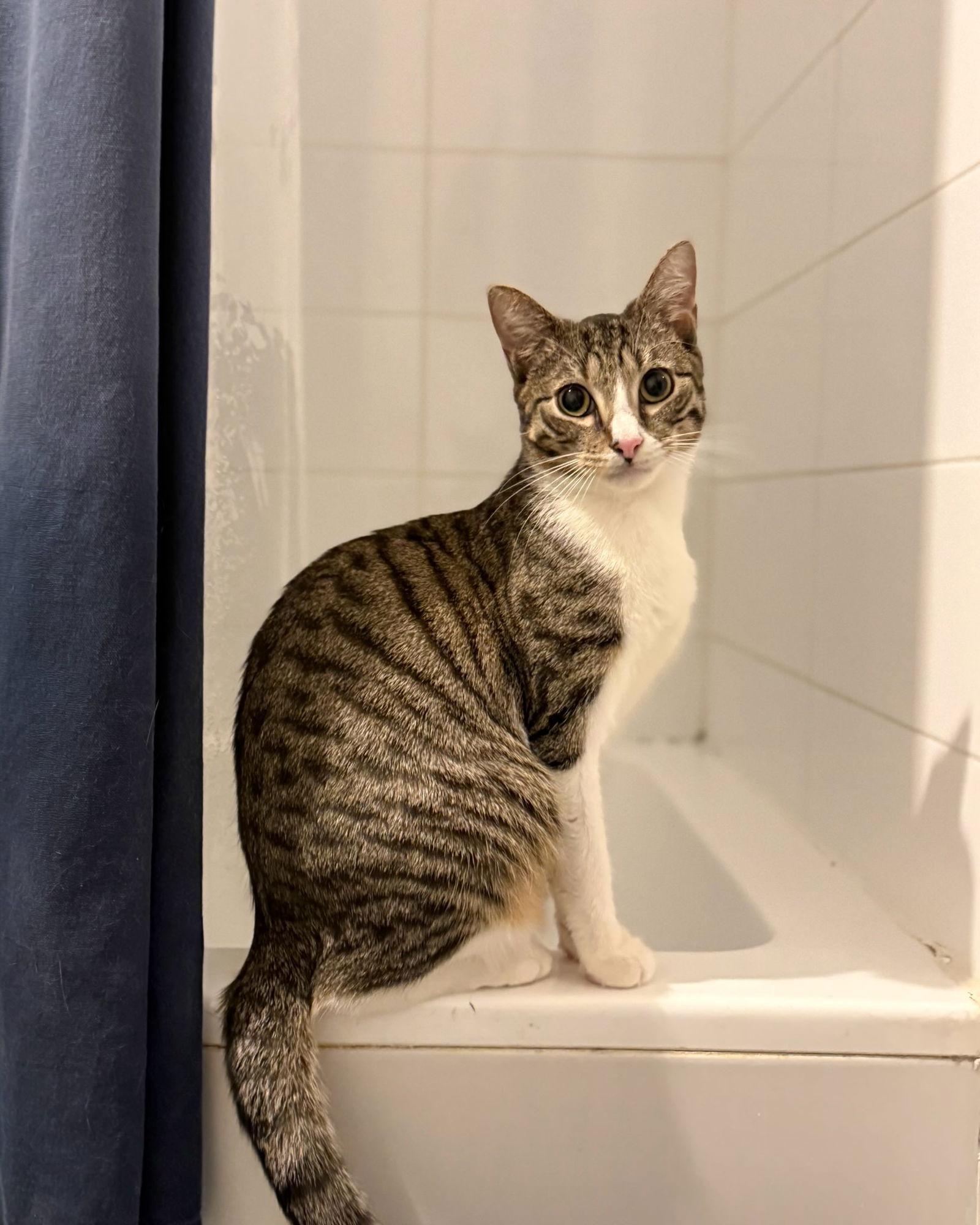 Enlarge Frederick, a Adoptable Domestic Short Hair in Brooklyn, NY image 2/3