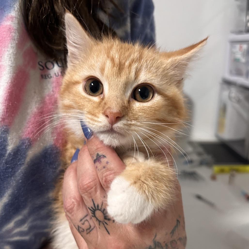 Enlarge Orange Slice, a Adoptable Domestic Medium Hair in Fredericksburg, VA image 1/2