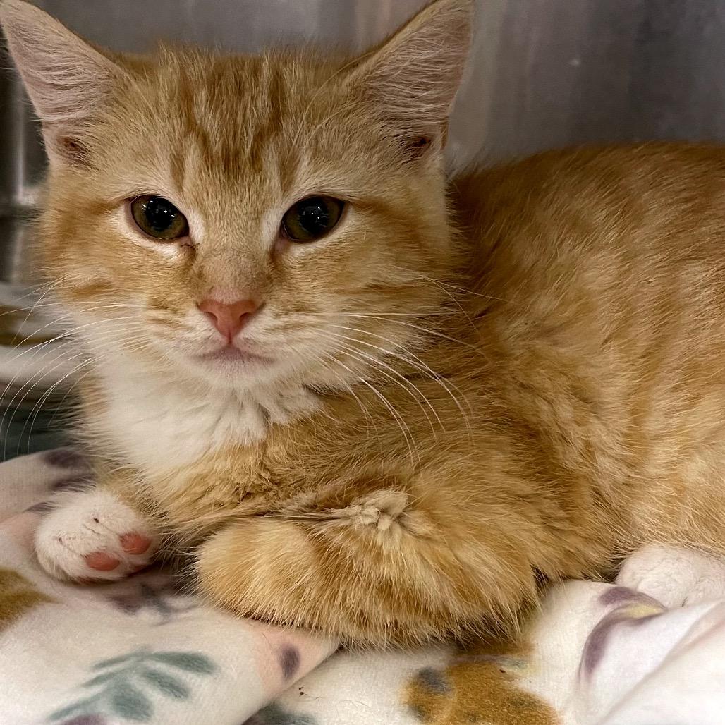 Enlarge Orange Slice, a Adoptable Domestic Medium Hair in Fredericksburg, VA image 2/2