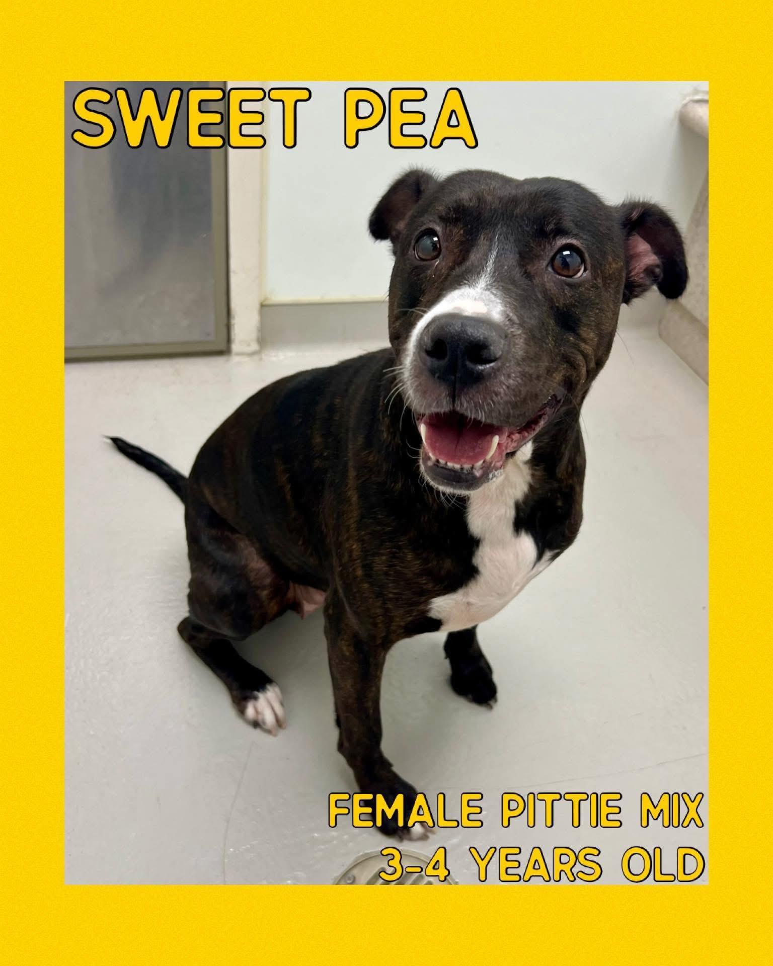 Sweet Pea, ADOPTABLE, Adult Female Pit Bull Terrier.