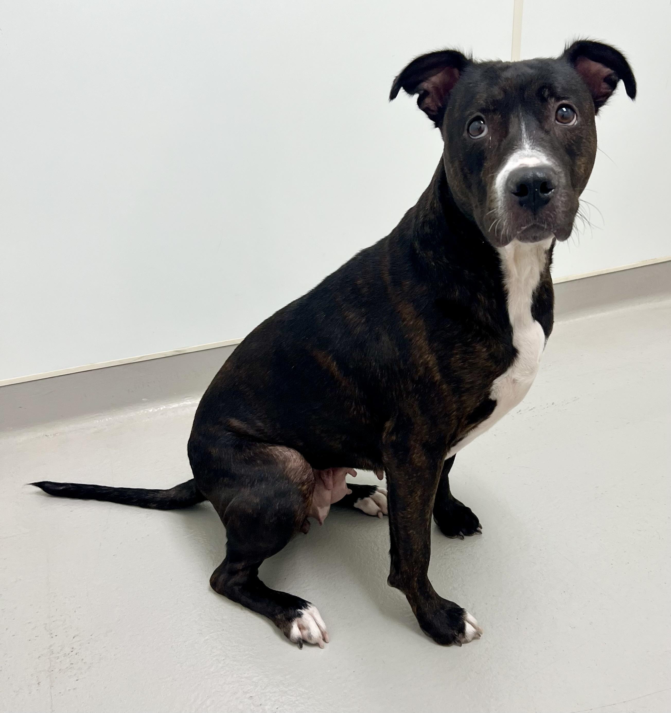 Enlarge Sweet Pea, a ADOPTABLE mixed breed in Danville, IN image 4/5