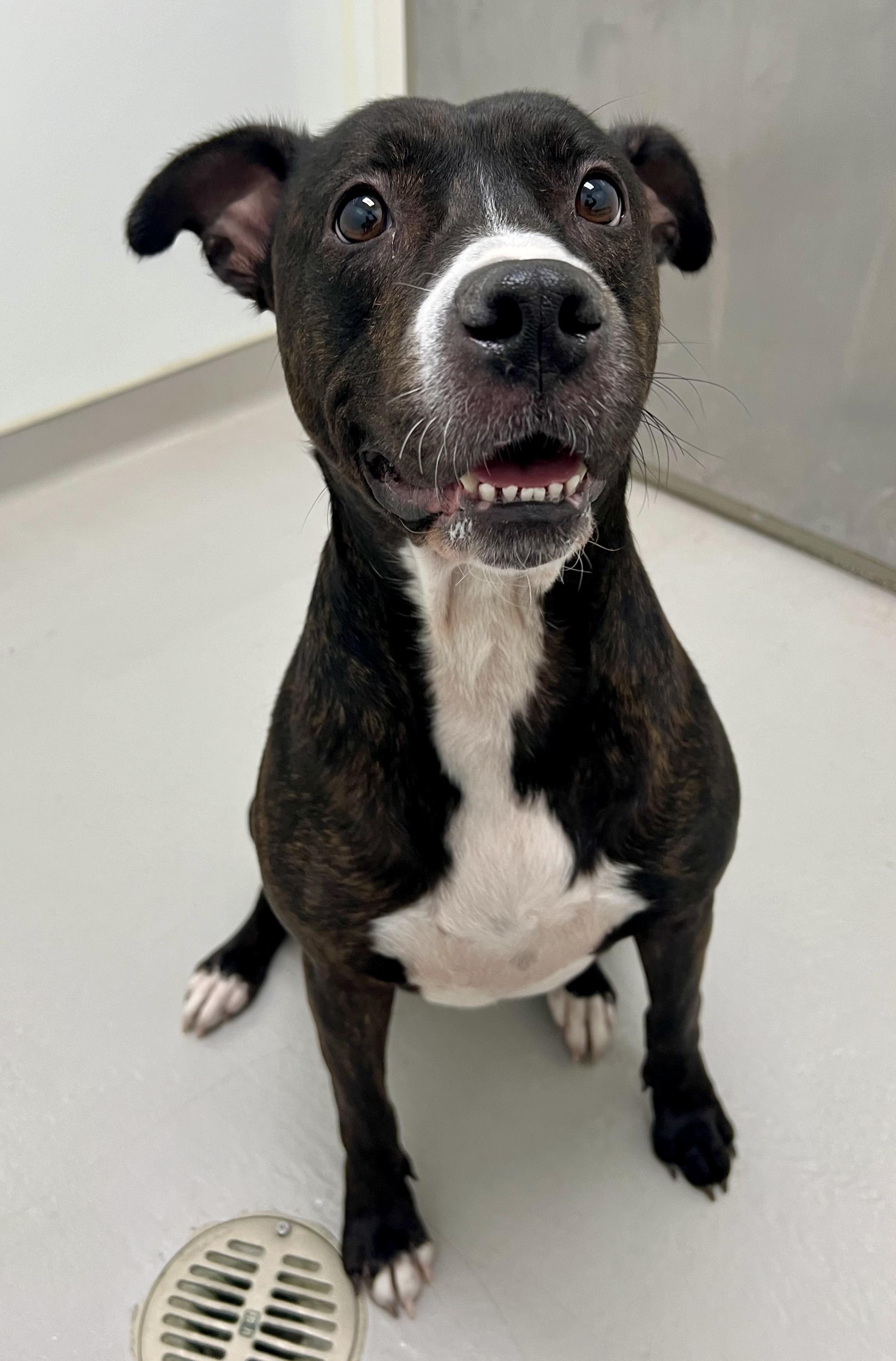 Enlarge Sweet Pea, a ADOPTABLE mixed breed in Danville, IN image 2/5