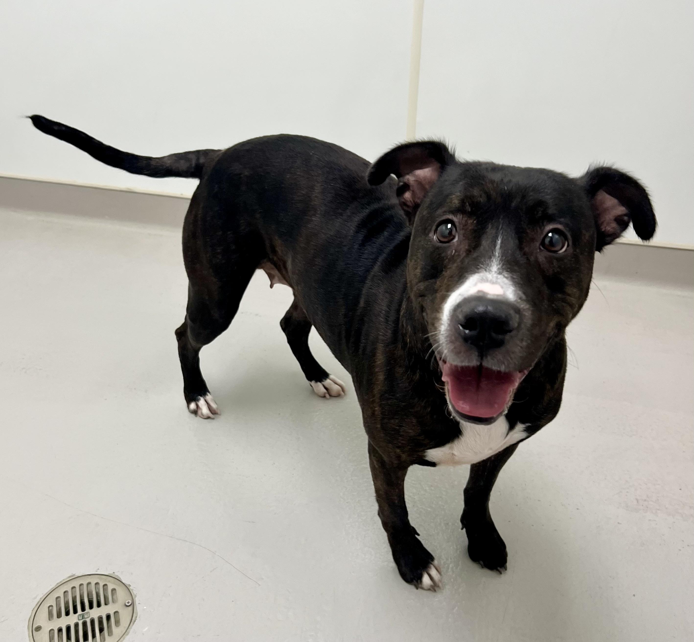 Enlarge Sweet Pea, a ADOPTABLE mixed breed in Danville, IN image 3/5