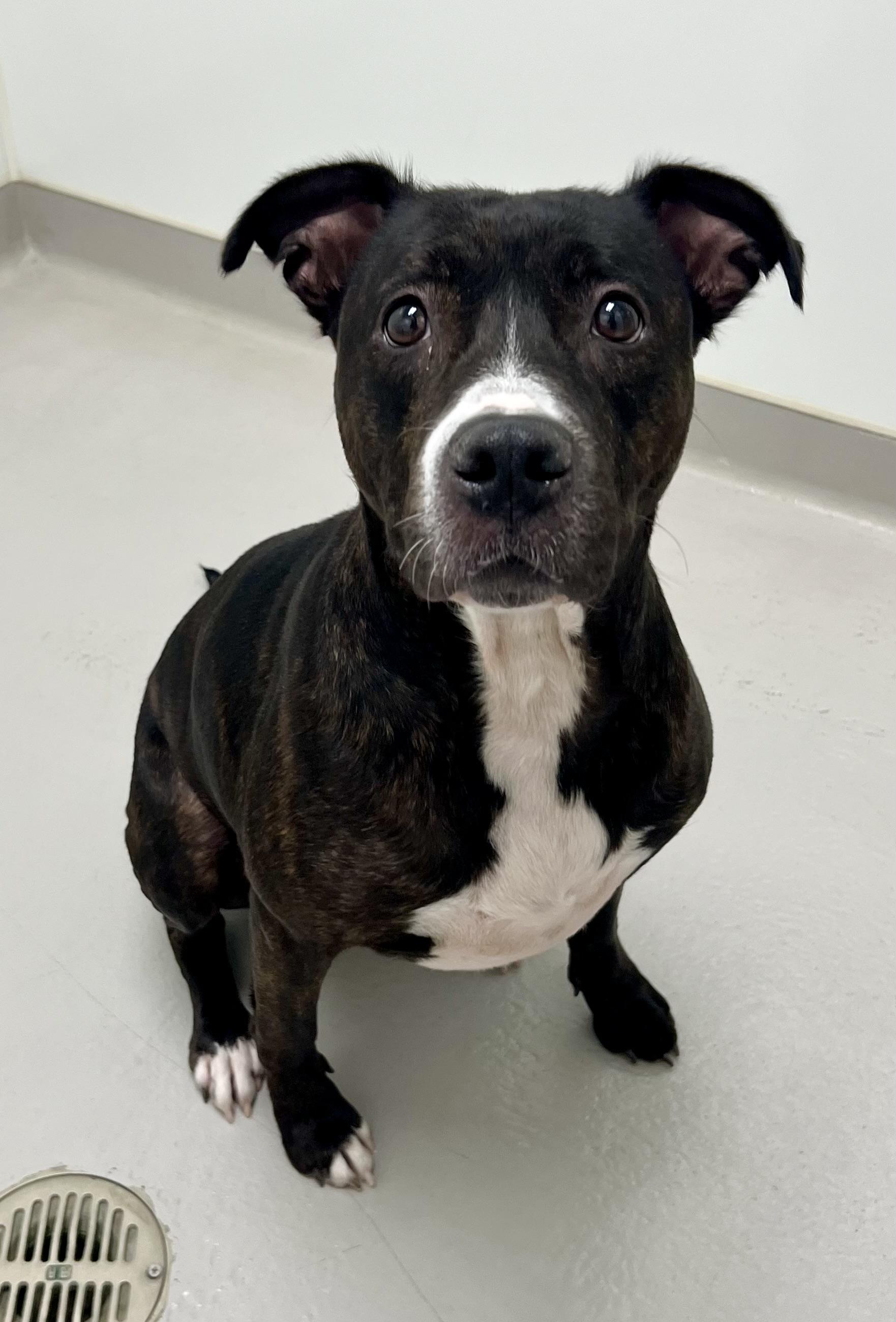 Enlarge Sweet Pea, a ADOPTABLE mixed breed in Danville, IN image 5/5