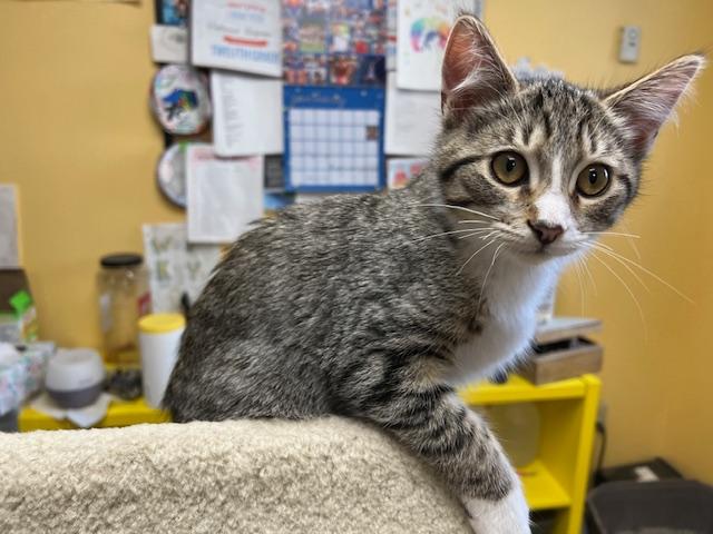 Bruce, an adopted Domestic Short Hair in Bellmawr, NJ_image-1