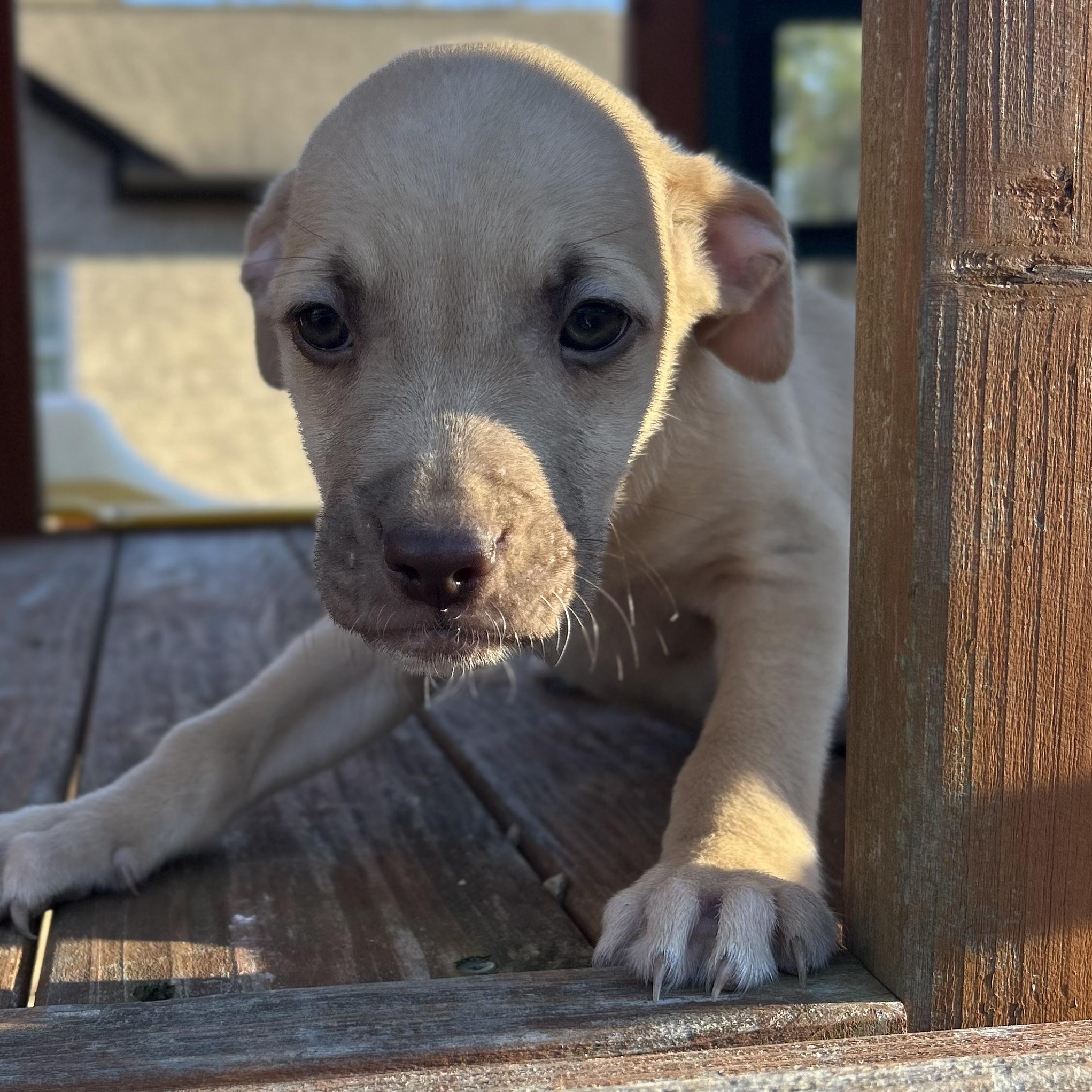 Enlarge Timmy, a Adoptable mixed breed in Roanoke, VA image 5/6