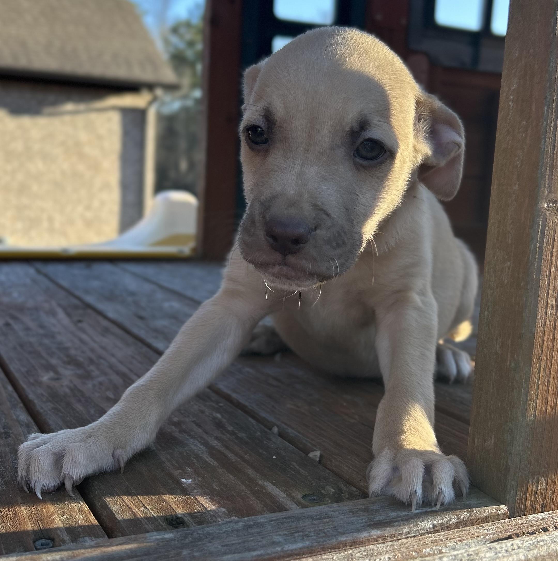 Enlarge Timmy, a Adoptable mixed breed in Roanoke, VA image 6/6