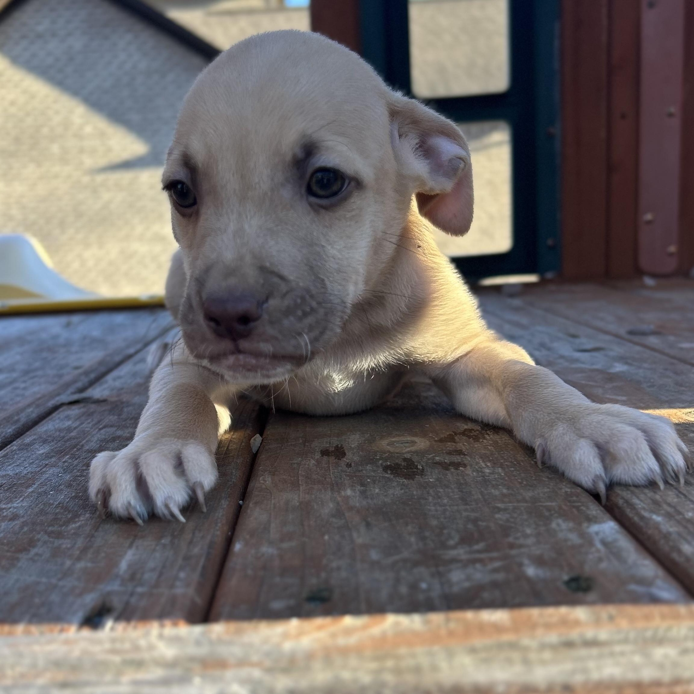Enlarge Timmy, a Adoptable mixed breed in Roanoke, VA image 3/6
