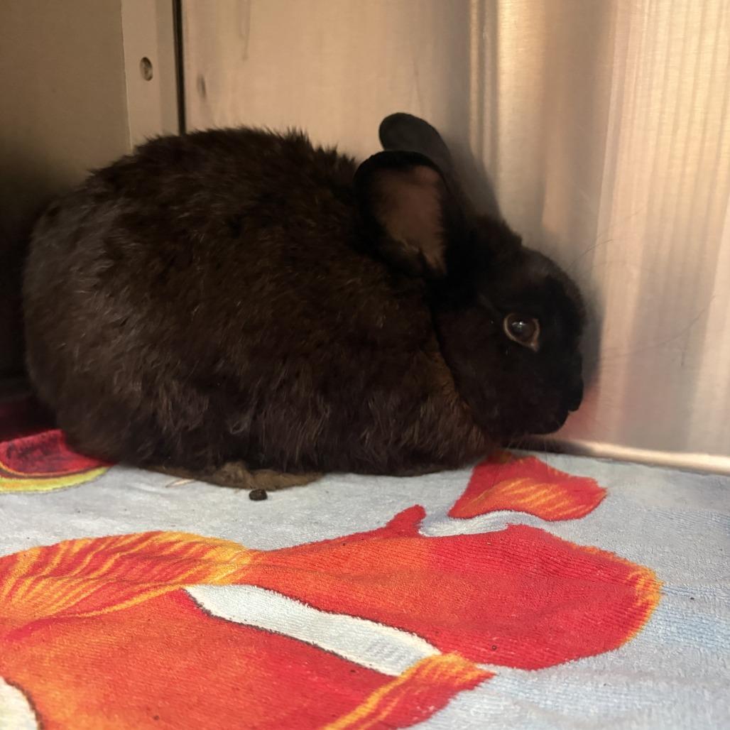Rabbit Downey Jr. photo