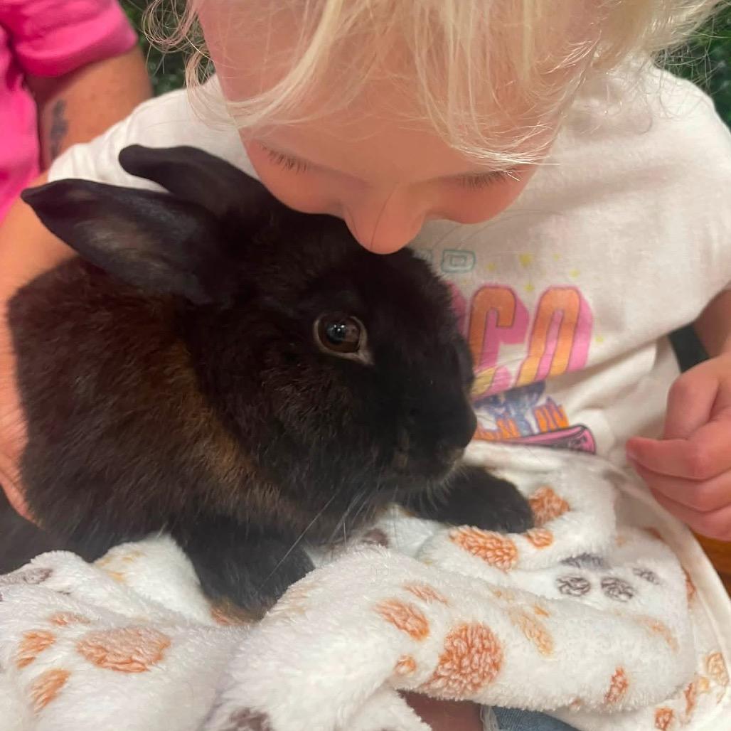 Enlarge Rabbit Downey Jr., a Adoptable Netherland Dwarf in Windsor, VA image 2/3