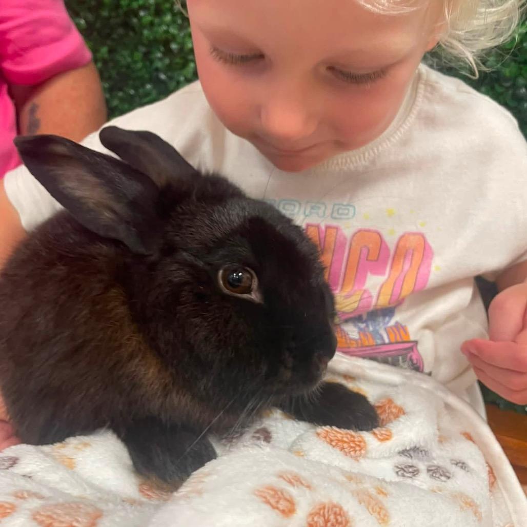 Enlarge Rabbit Downey Jr., a Adoptable Netherland Dwarf in Windsor, VA image 3/3