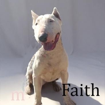 Faith, adopted, Adult Female Bull Terrier.