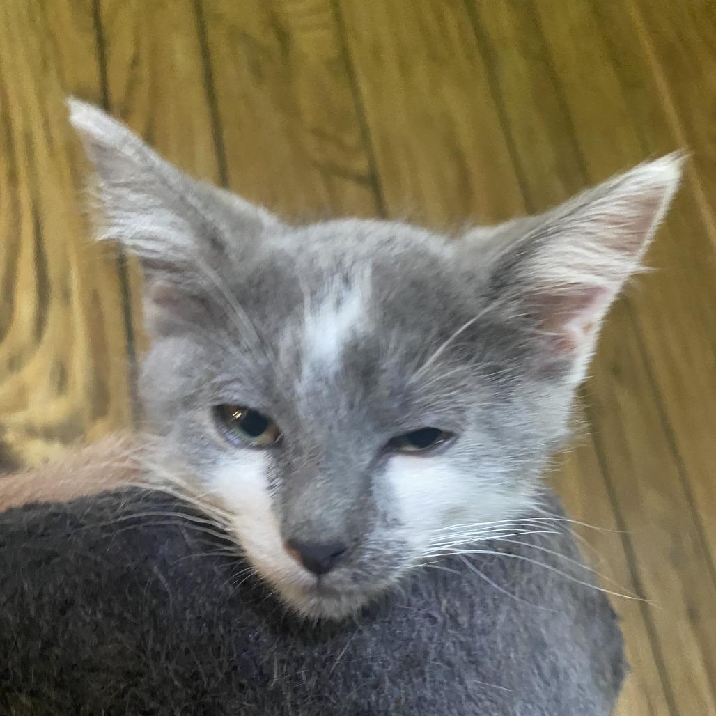 Millie, a Adoptable Domestic Short Hair in Overland Park, KS image 1/6