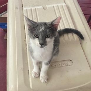 Millie, a Adoptable Domestic Short Hair in Overland Park, KS image 3/6