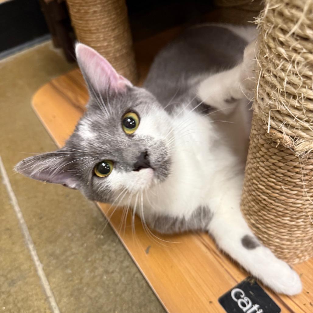 Enlarge Millie, a Adoptable Domestic Short Hair in Overland Park, KS image 4/6