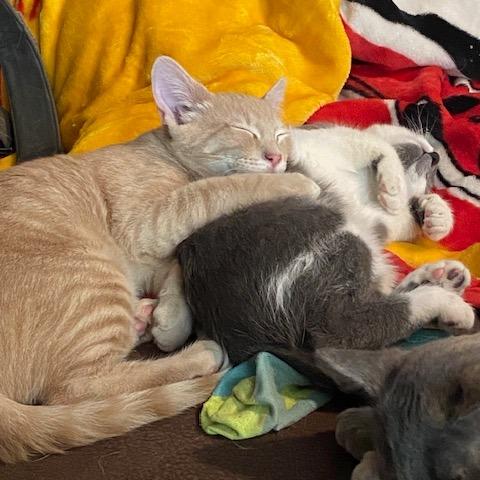 Millie, a Adoptable Domestic Short Hair in Overland Park, KS image 4/6