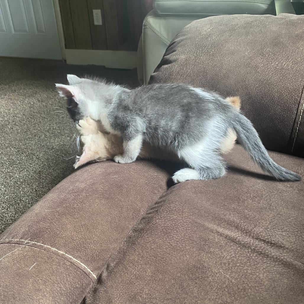 Millie, a Adoptable Domestic Short Hair in Overland Park, KS image 5/6