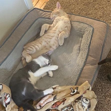 Millie, a Adoptable Domestic Short Hair in Overland Park, KS image 6/6