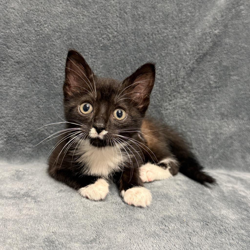 Miley, a Adoptable mixed breed in Brenham, TX image 2/6