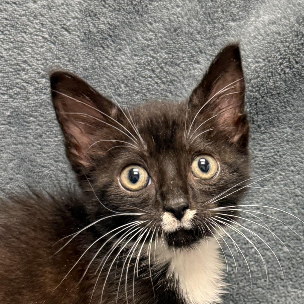 Miley, Adoptable, Kitten Female Domestic Short Hair.